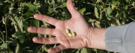 soybeans