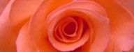 peach-rose2