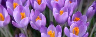 crocus