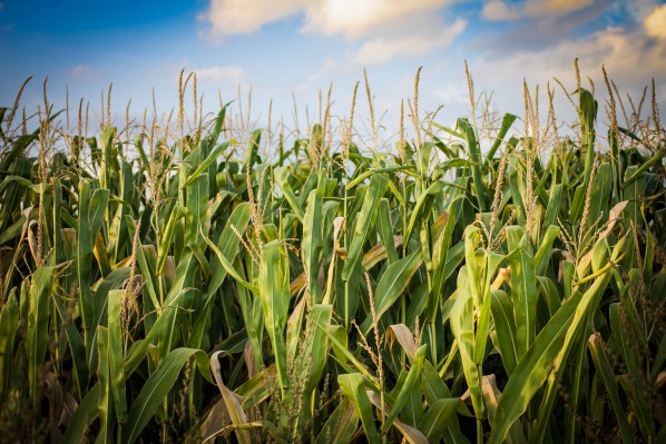 corn-field