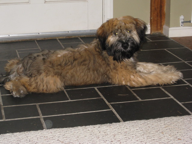 Soft Coated Wheaten Terrier – Hypoallergenic Dogs