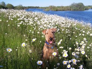 Dogs with Food Allergies