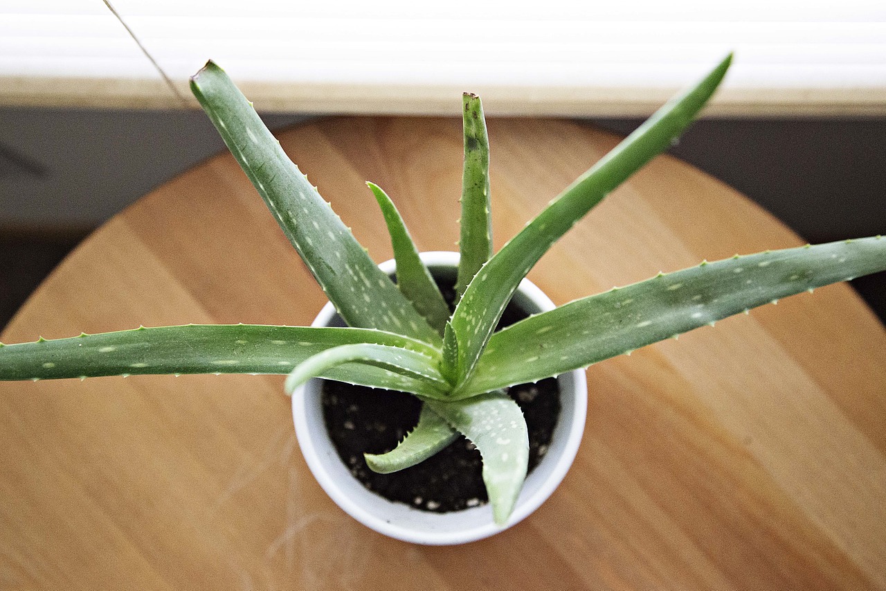 Aloe Vera For Eczema, Psoriasis and Dermatitis Treatment