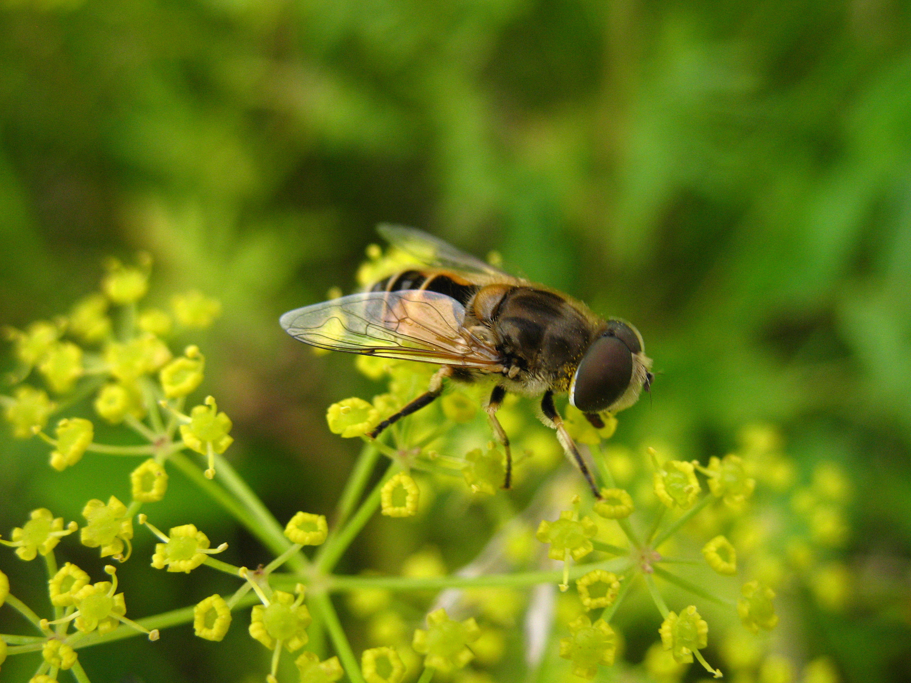 Dealing With Seasonal Allergies