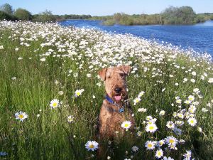 Hypoallergenic Dogs – Hypoallergenic List Hypoallergenic Dogs – Hypoallergenic List