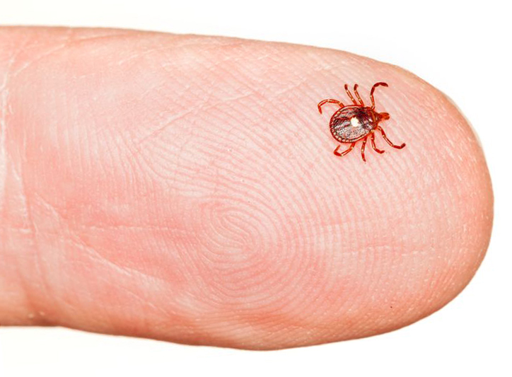 Red Meat Allergy From Tick Bites Increasing