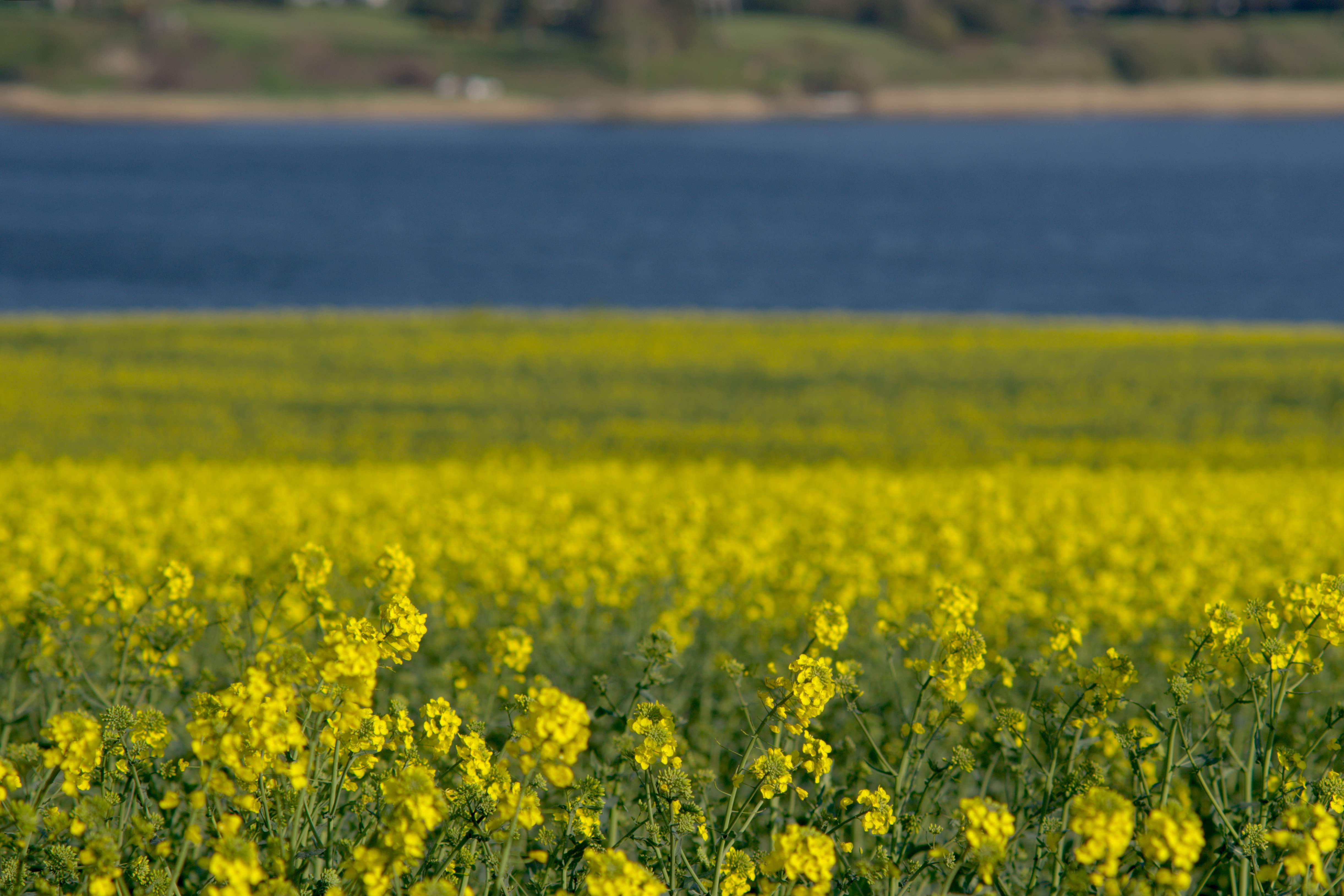 How to Prepare Yourself for Spring Allergies